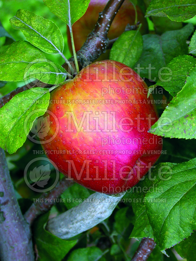 Malus Honeycrisp (Apple) 3 