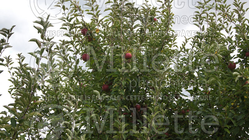 Malus Idared (Apple) 4 