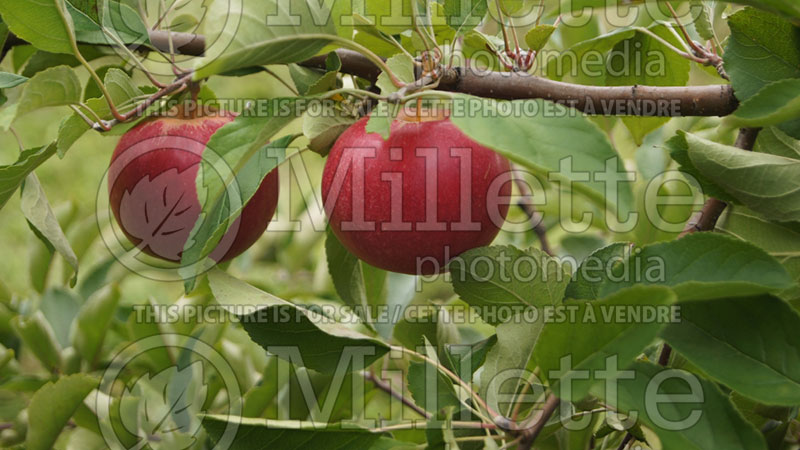 Malus Idared (Apple) 5 