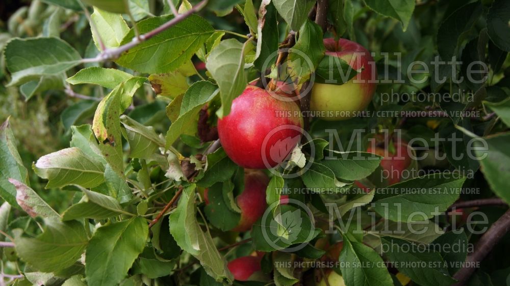 Malus Idared (Apple) 6 