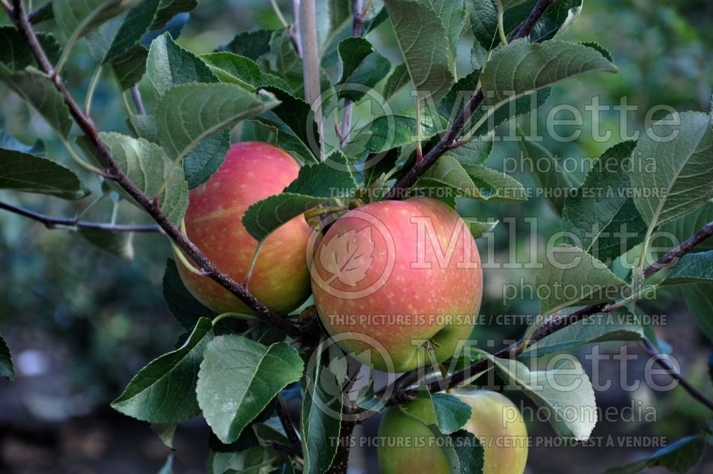 Malus James Grieve (Apple tree) 1 