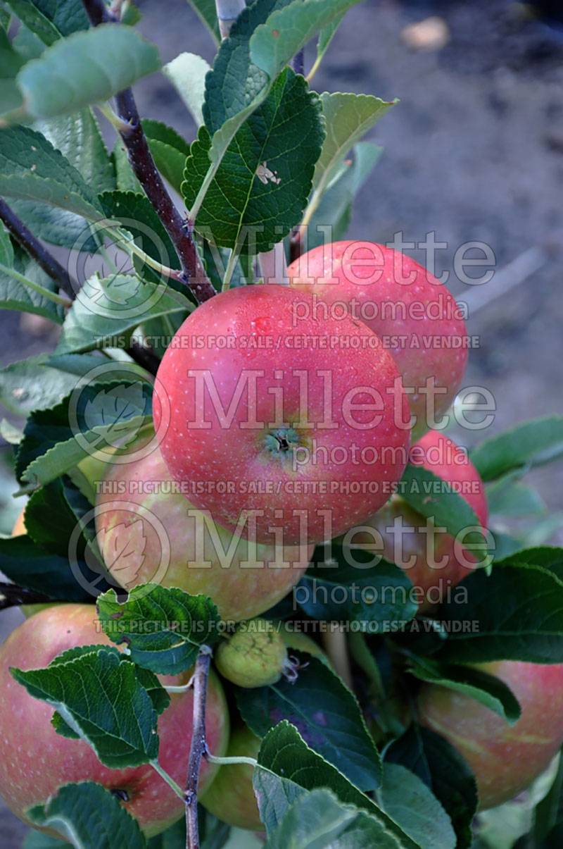 Malus James Grieve (Apple tree) 2 