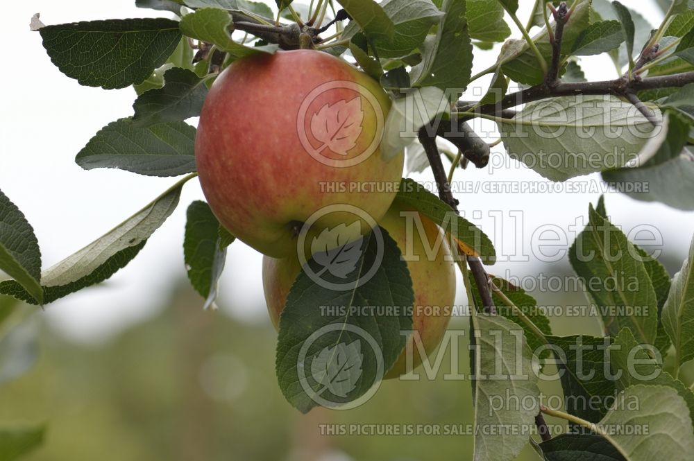 Malus James Grieve (Apple tree) 3 