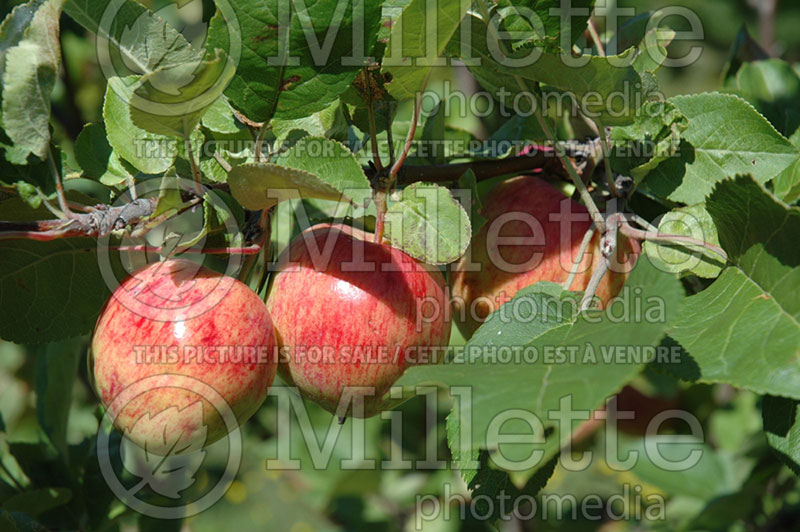 Malus Jersey Mac (Apple tree) 2 