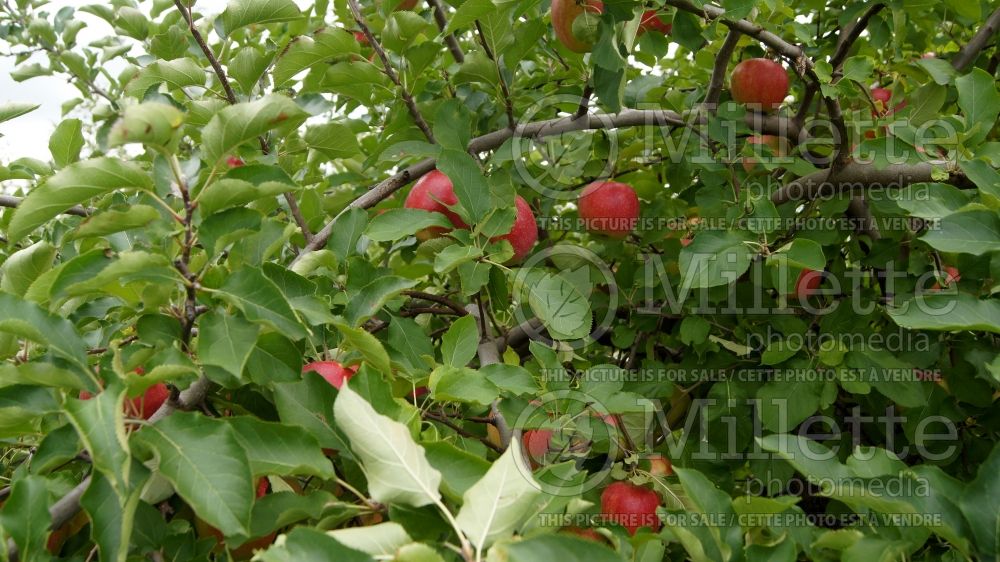 Malus Jonagold (Apple tree) 2 