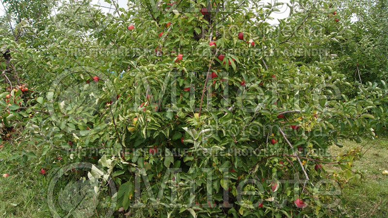 Malus Jonagold (Apple tree) 3 