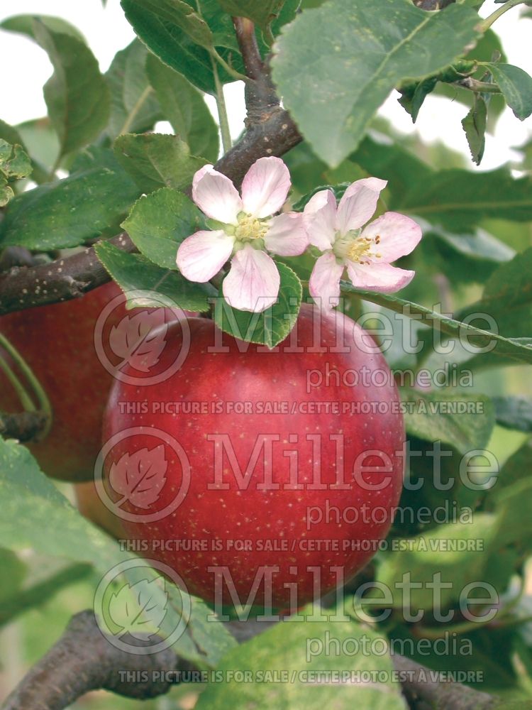 Malus Jonathan (Apple tree fruit) 2 