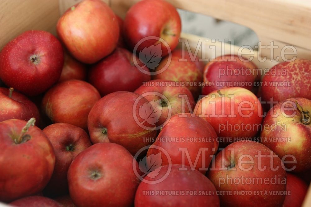Malus Jonathan (Apple tree fruit) 1 