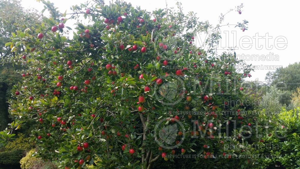 Malus Katy (Apple tree) 1