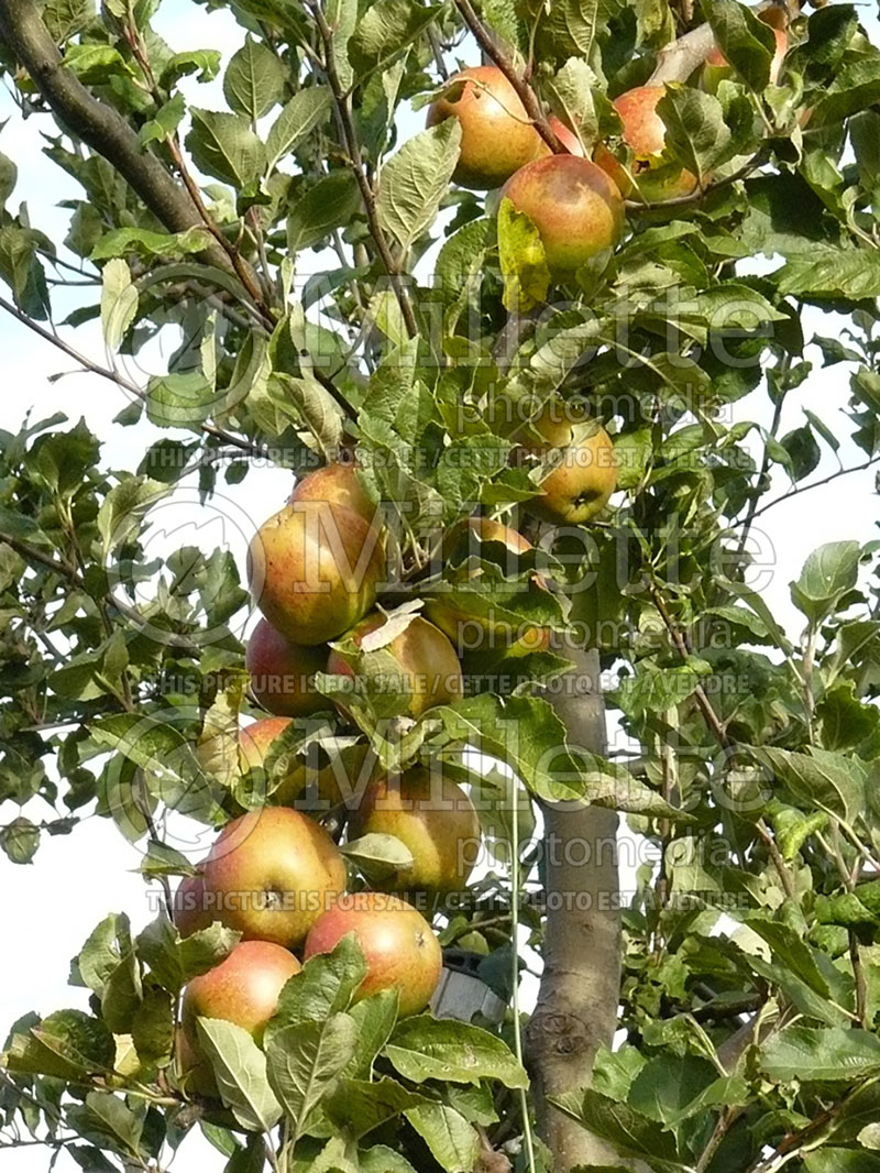 Malus Keuleman or Gueule de Mouton  (Apple tree) 1 