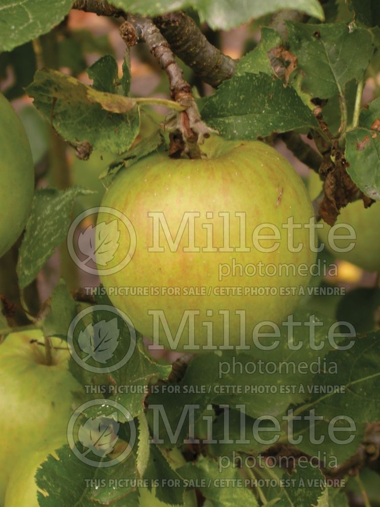 Malus King (Apple tree fruit pomme) 1