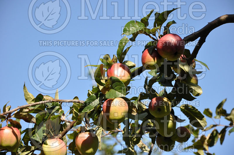 Malus La Paix (Apple tree) 1 