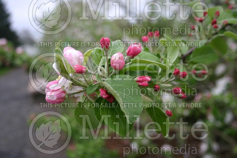 Malus Liberty (Apple tree) 2