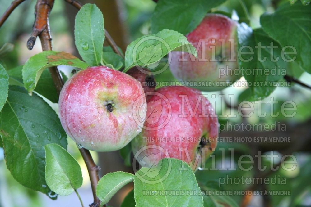 Malus Liberty (Apple tree) 1