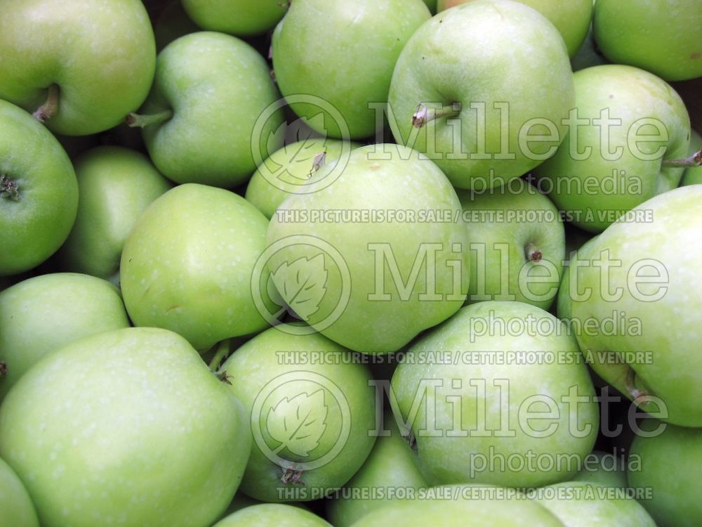 Malus Lodi (Apple tree fruit pomme) 5 