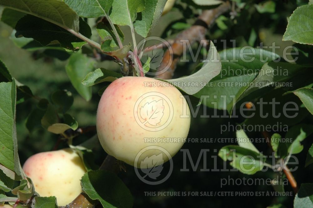Malus Lodi (Apple tree fruit pomme) 1 