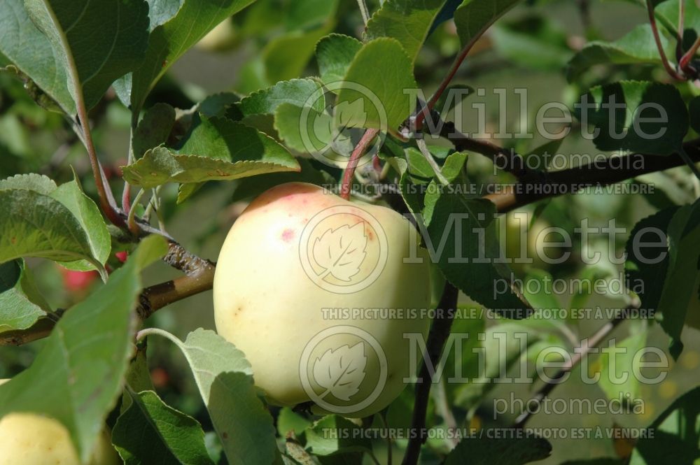 Malus Lodi (Apple tree fruit pomme) 2 