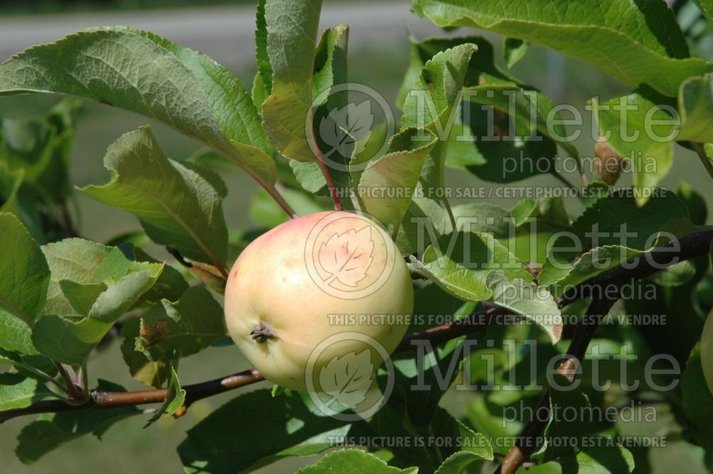 Malus Lodi (Apple tree fruit pomme) 3 