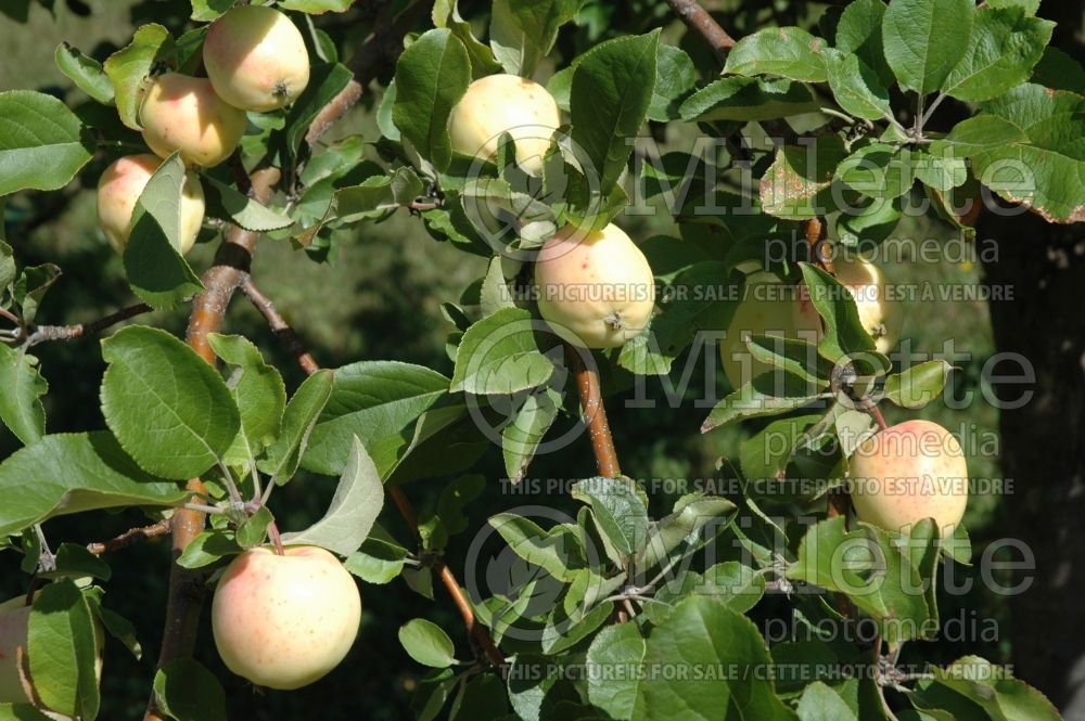 Malus Lodi (Apple tree fruit pomme) 4 