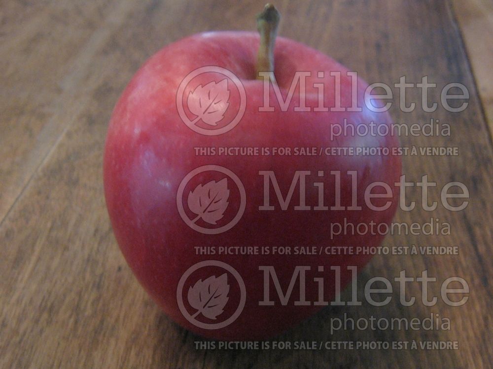 Malus Manitoba (Apple tree fruit pomme) 2 