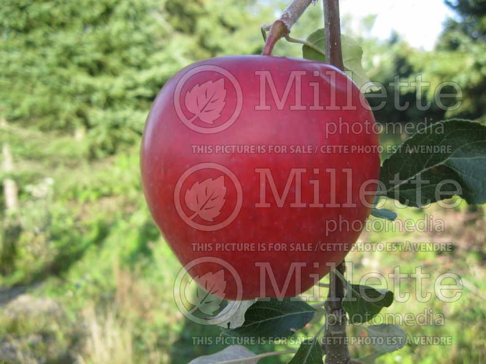 Malus Manitoba (Apple tree fruit pomme) 3 