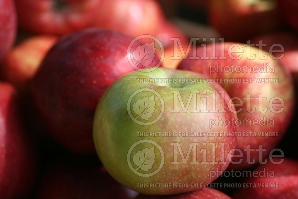 Malus McIntosh aka Grandpa's Choice (Apple tree fruit pomme) 8  