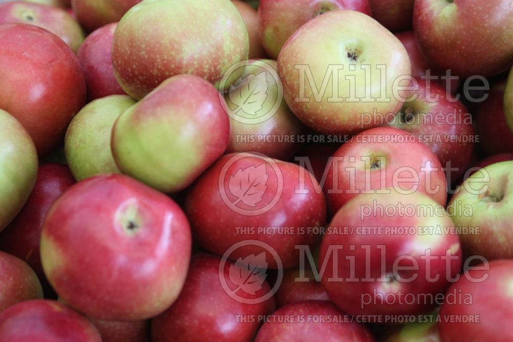 Malus McIntosh aka Grandpa's Choice (Apple tree fruit pomme) 5  