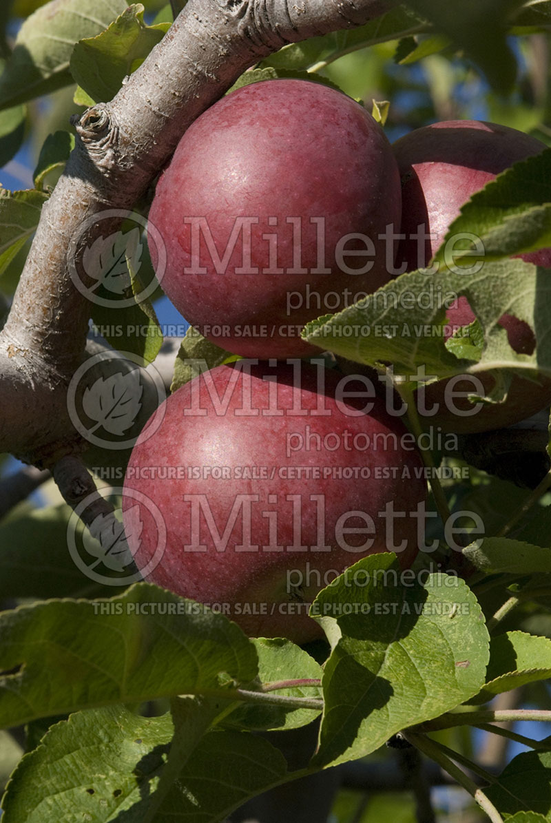 Malus McIntosh aka Grandpa's Choice (Apple tree fruit pomme) 3  