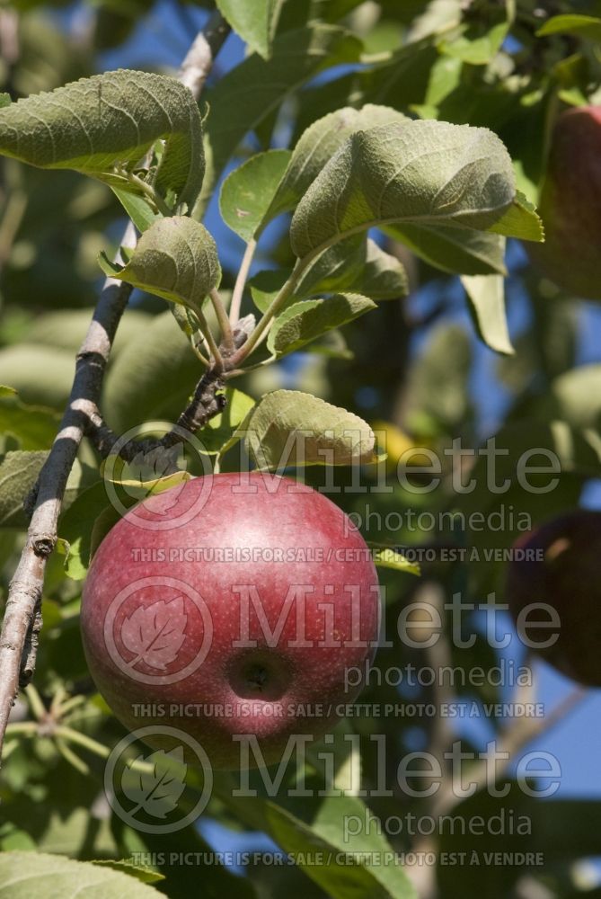 Malus McIntosh aka Grandpa's Choice (Apple tree fruit pomme) 9  