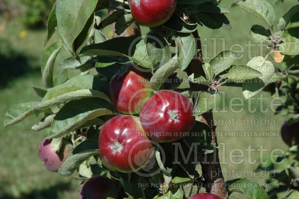 Malus McIntosh aka Grandpa's Choice (Apple tree fruit pomme) 10  