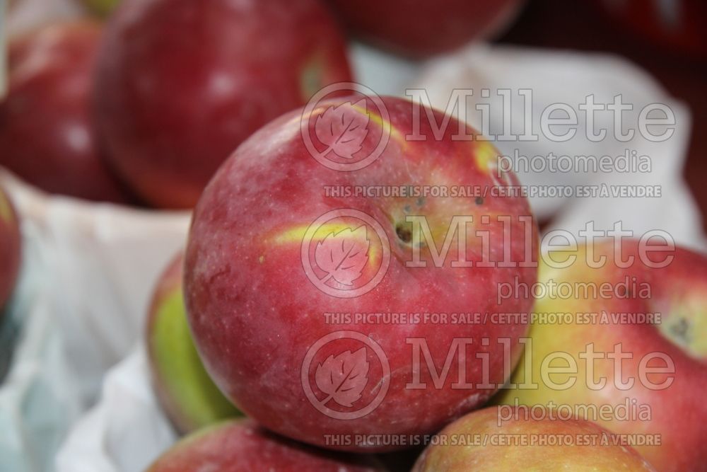 Malus McIntosh aka Grandpa's Choice (Apple tree fruit pomme) 7  