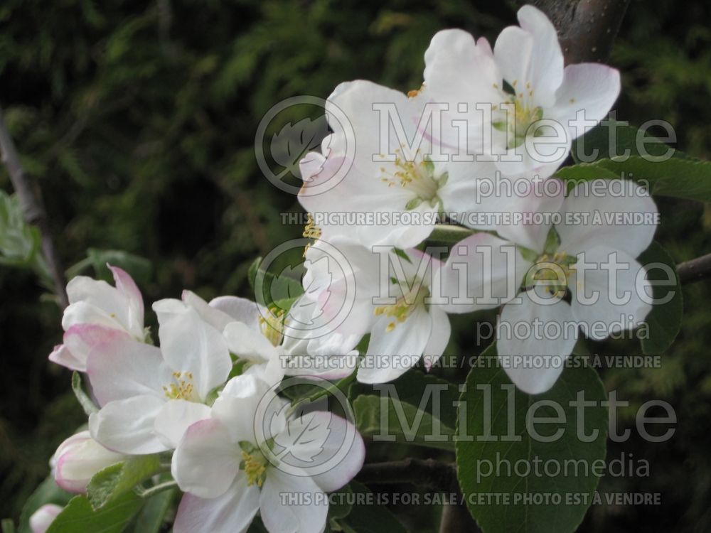 Malus McIntosh aka Grandpa's Choice (Apple tree fruit pomme) 2  