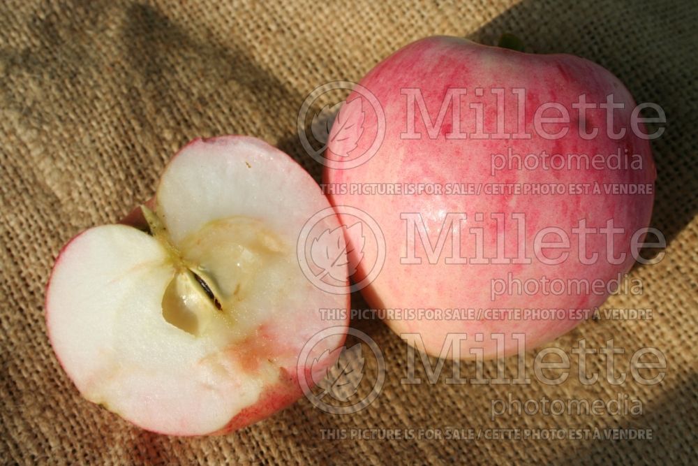 Malus Melba (Apple tree fruit pomme) 3 