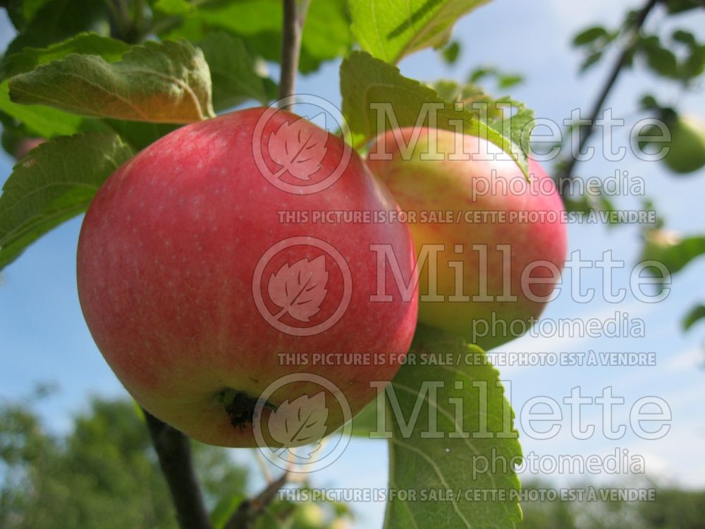 Malus Melba (Apple tree fruit pomme) 4 