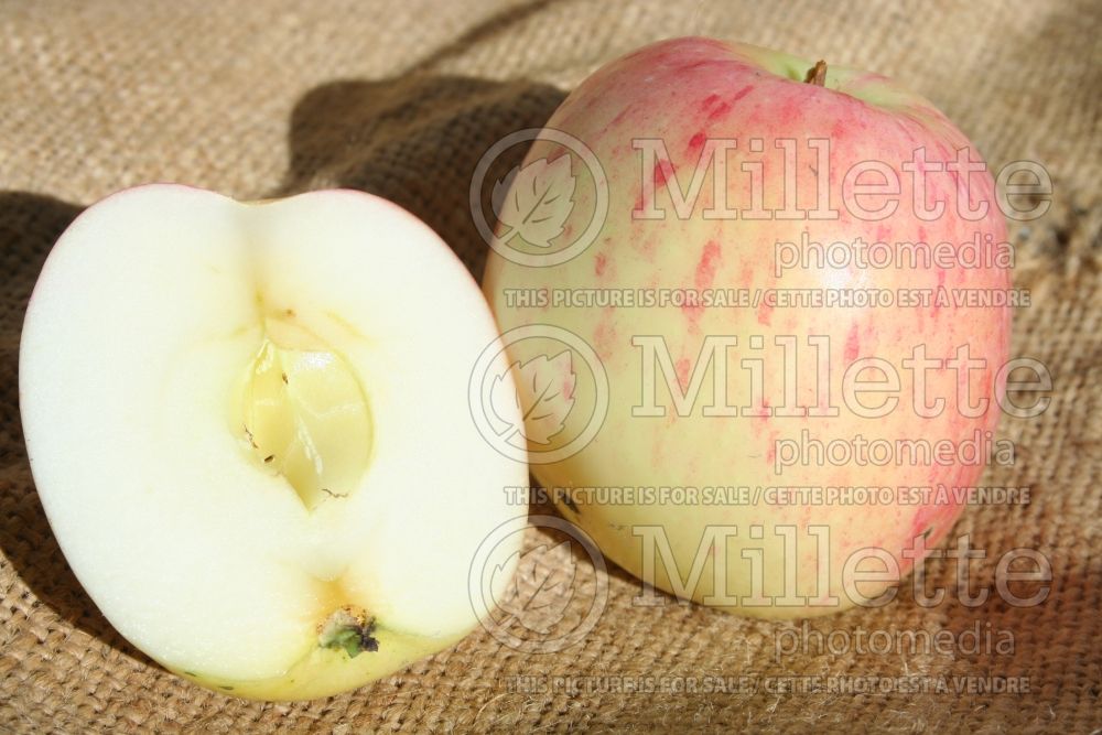 Malus Melba (Apple tree fruit pomme) 2 