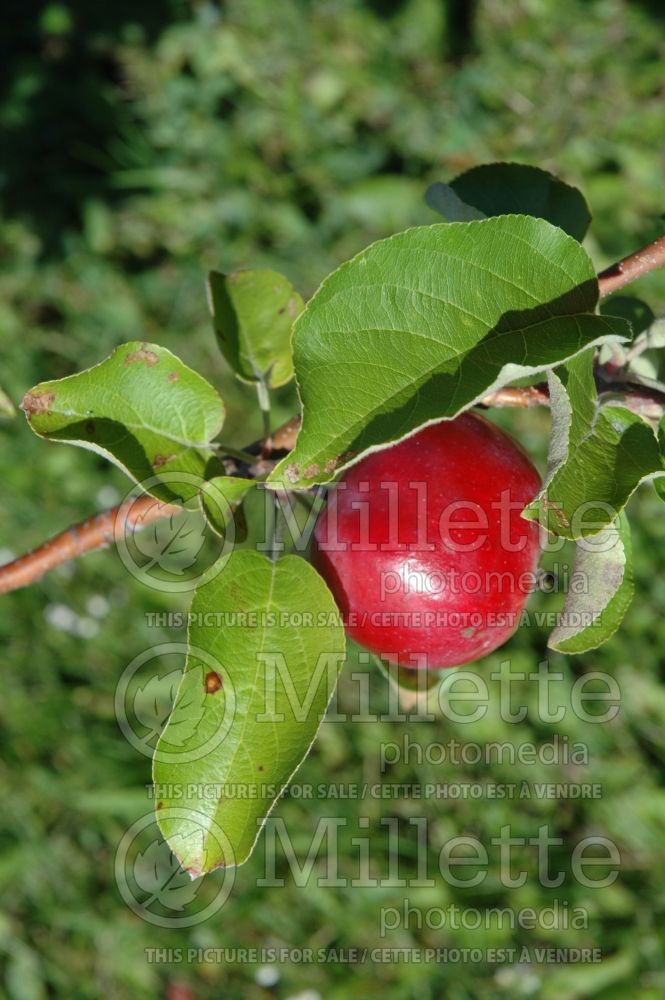 Malus Melba Red (Apple tree fruit pomme) 7 