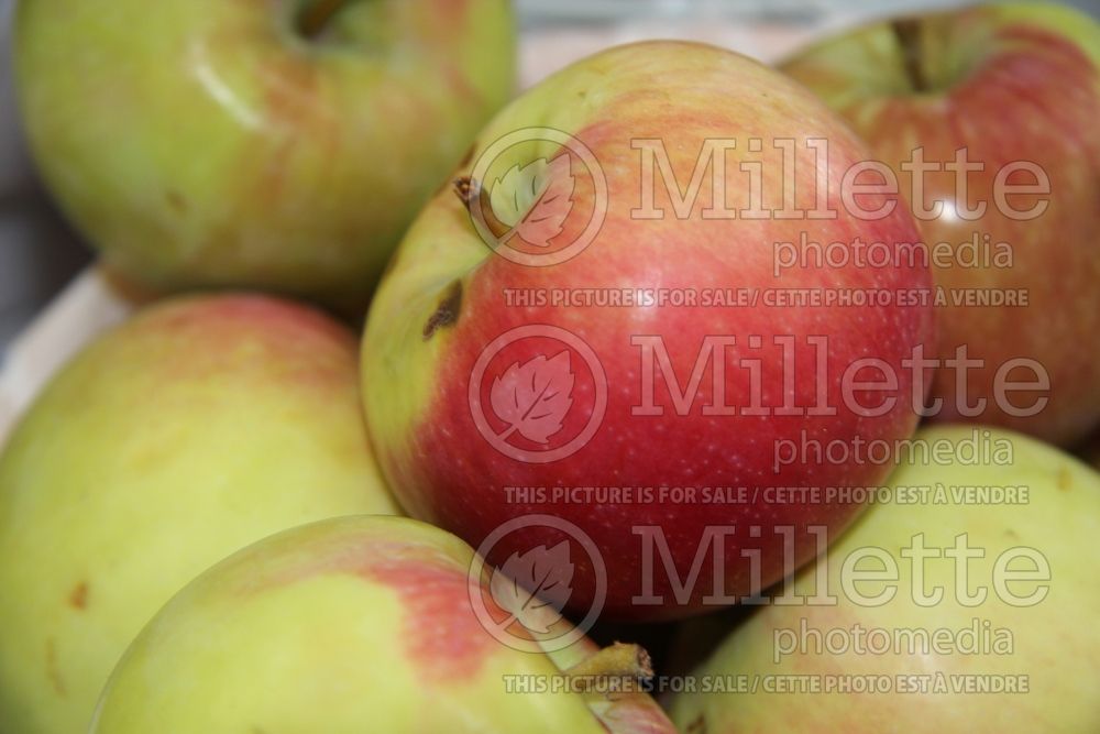 Malus Melba (Apple tree fruit pomme) 1 
