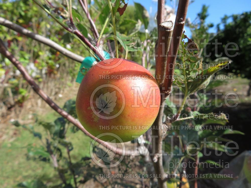 Malus Melrose (Apple tree fruit pomme) 2 