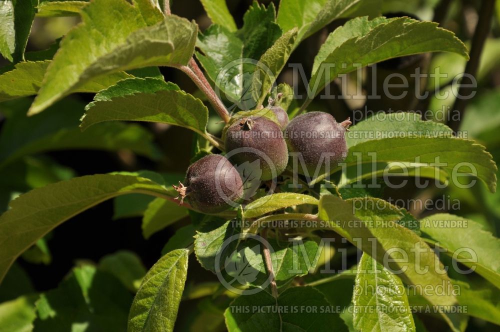 Malus Newton Pippin (Apple tree fruit pomme) 1 