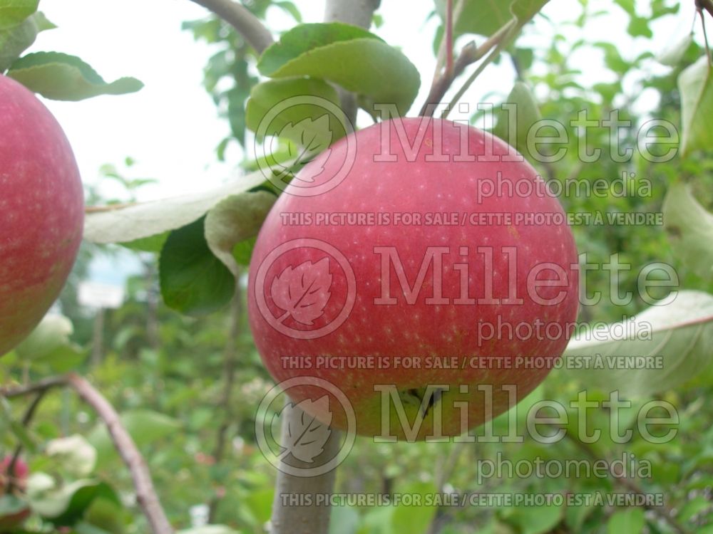 Malus Paula Red (Apple tree fruit pomme) 4 