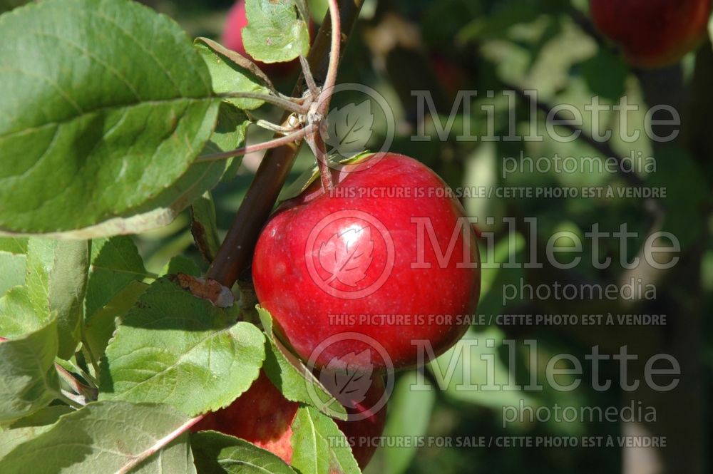 Malus Paula Red (Apple tree fruit pomme) 3 