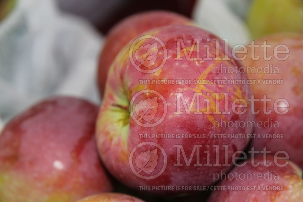 Malus Paula Red (Apple tree fruit pomme) 1 