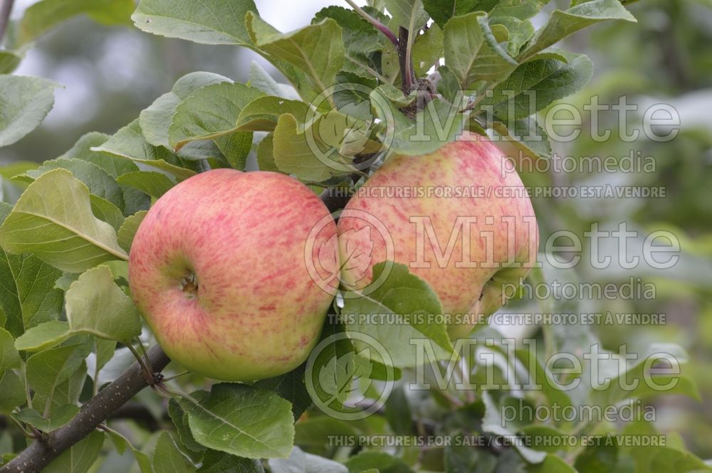 Malus Queen (Apple tree) 3