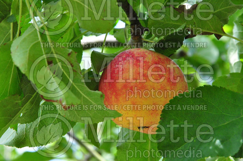 Malus Red Astrachan (Apple tree) 2 