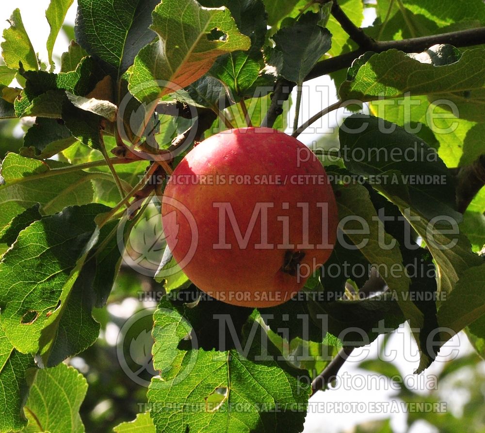 Malus Red Astrachan (Apple tree) 1 