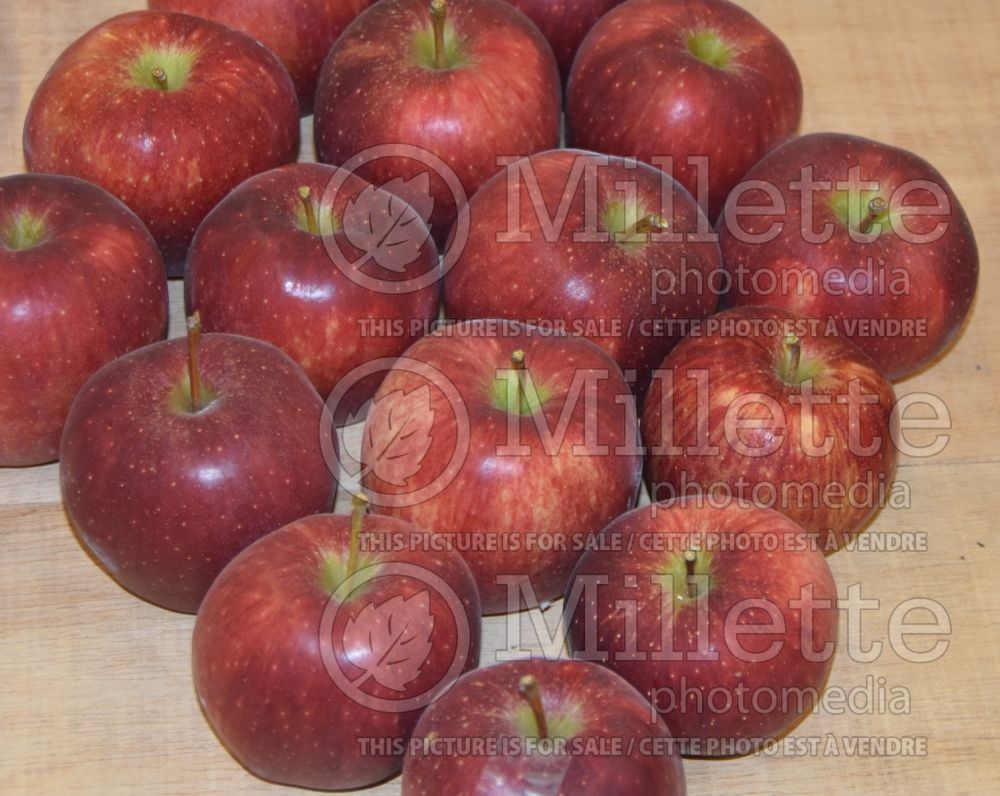 Malus Red Delicious aka Red Chief (Apple tree) 8 