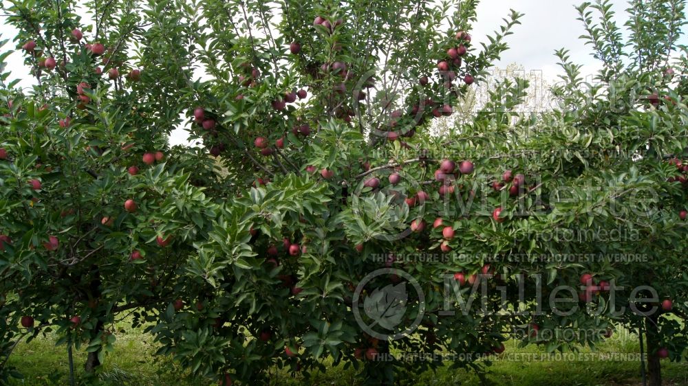 Malus Red Delicious aka Red Chief (Apple tree) 7 