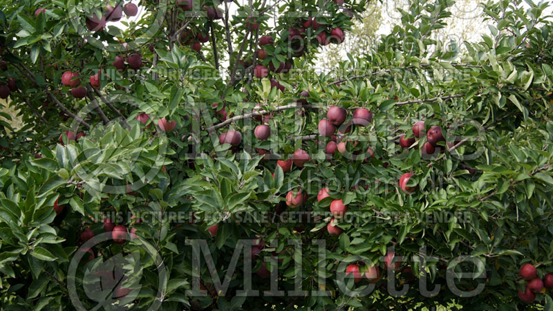 Malus  Red Delicious aka Red Chief (Apple tree) 3 