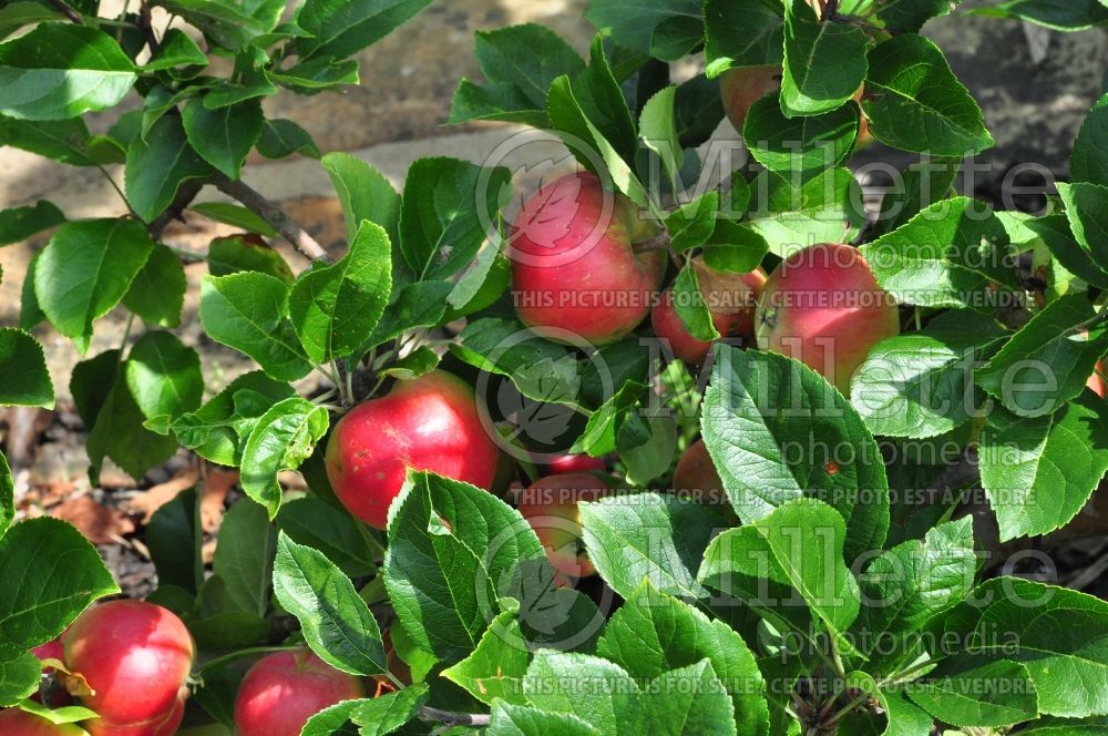 Malus Red Devil (Apple tree) 2 