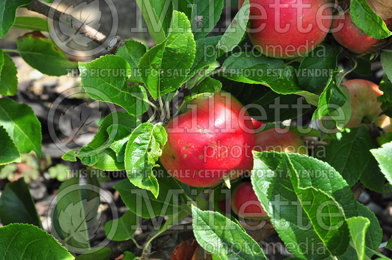 Malus Red Devil (Apple tree) 1 